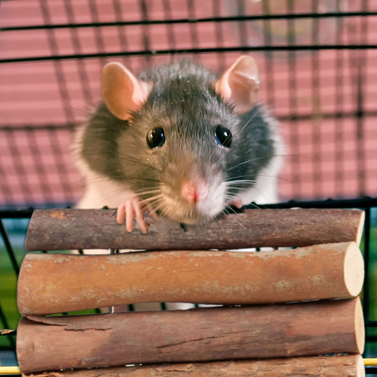 set of 2 wooden rodent bridges 2 sizes