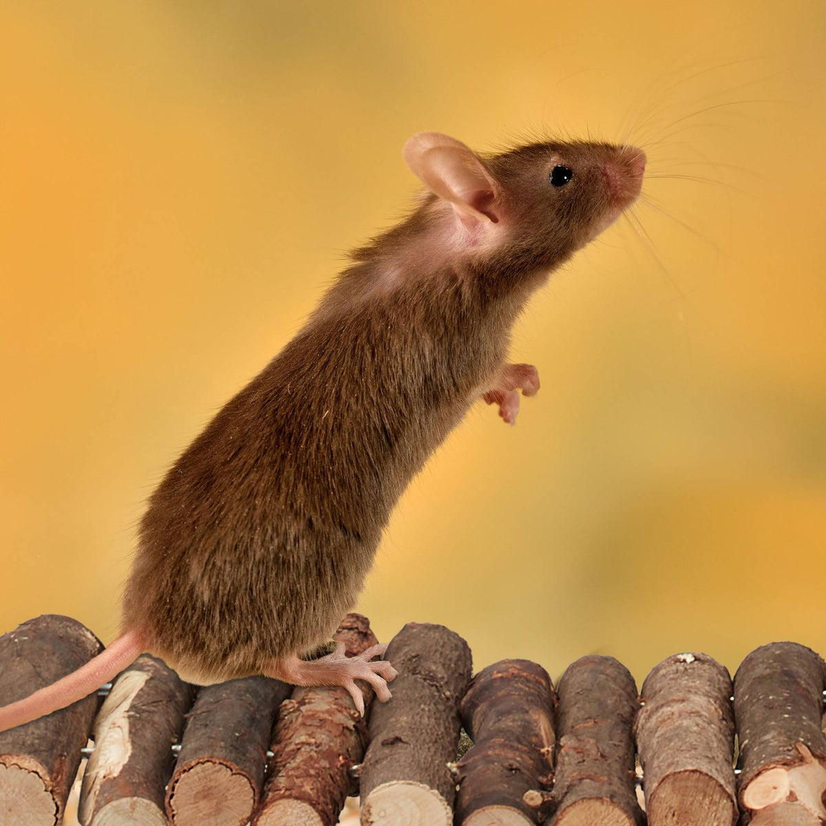 set of 2 wooden rodent bridges 2 sizes