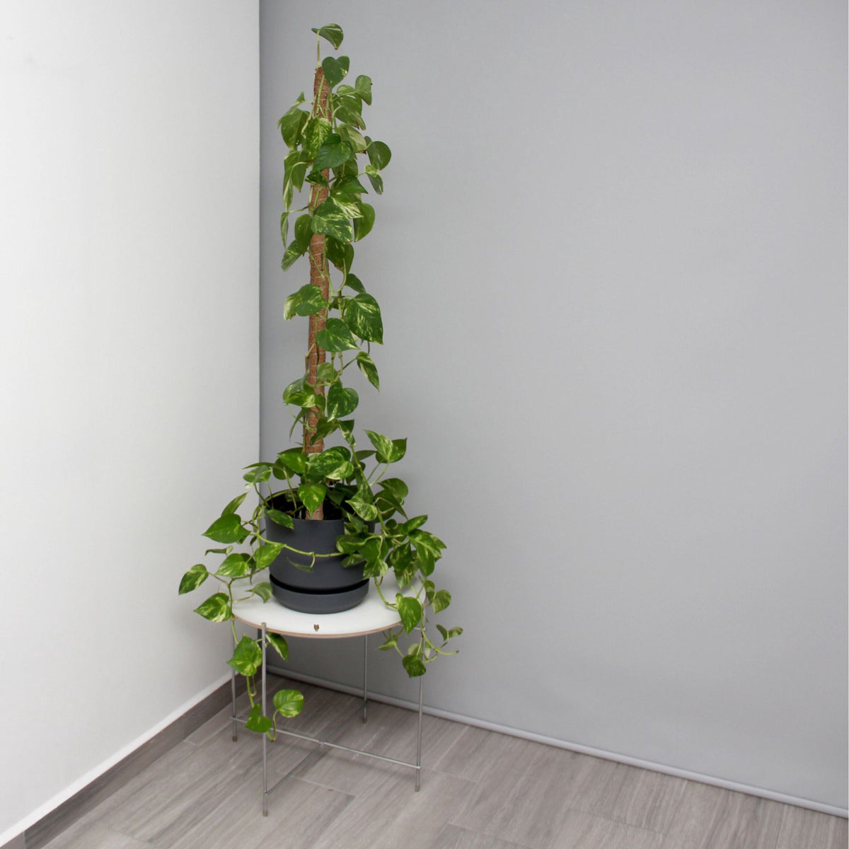 set of 5 coconut sticks 90 cm